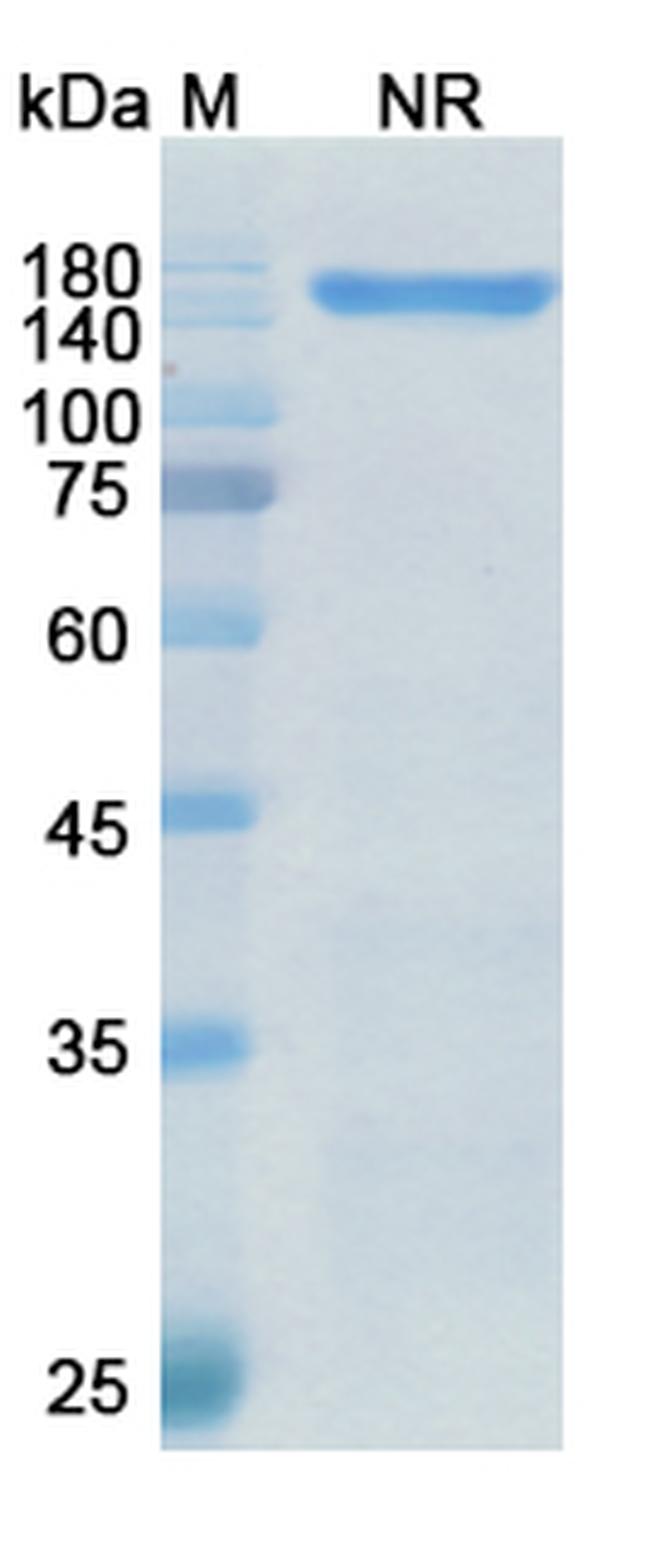 Vibecotamab Chimeric Antibody in SDS-PAGE (SDS-PAGE)