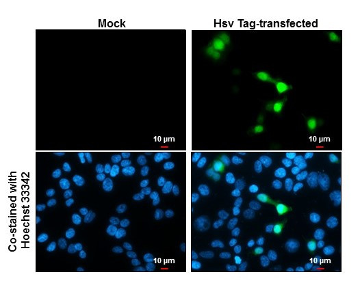 HSV Tag Antibody in Immunocytochemistry (ICC/IF)