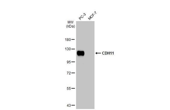 CDH11 Antibody in Western Blot (WB)