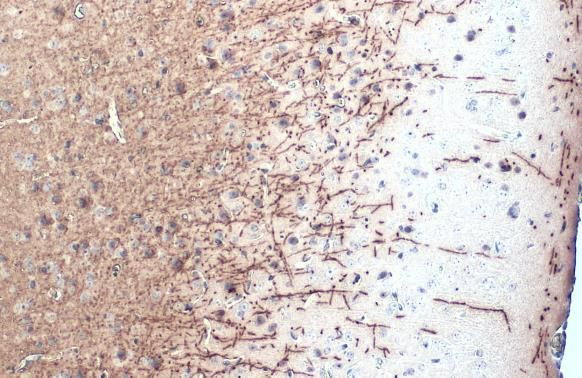 MBP Antibody in Immunohistochemistry (Paraffin) (IHC (P))