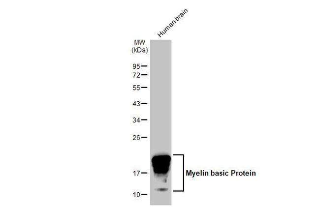 MBP Antibody in Western Blot (WB)