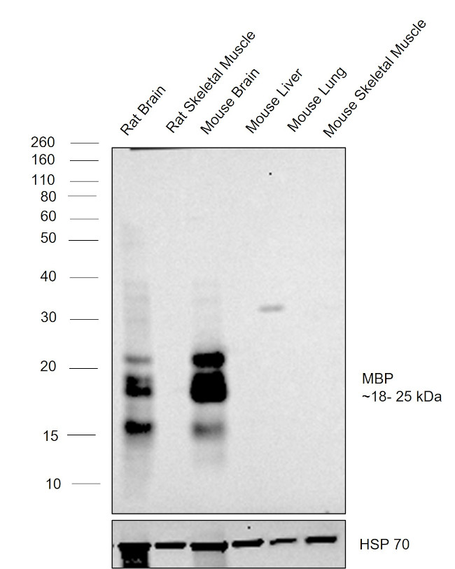 MBP Antibody in Western Blot (WB)