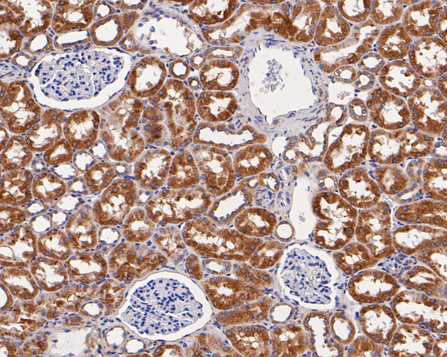 CNTNAP1 Antibody in Immunohistochemistry (Paraffin) (IHC (P))