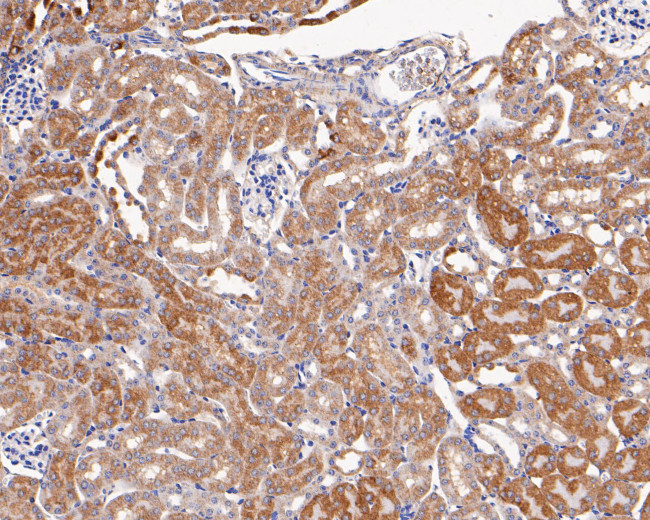 CNTNAP1 Antibody in Immunohistochemistry (Paraffin) (IHC (P))