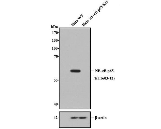 NFkB p65 Antibody in Western Blot (WB)