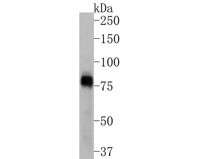 Phospho-RSK1 (Ser380) Antibody in Western Blot (WB)