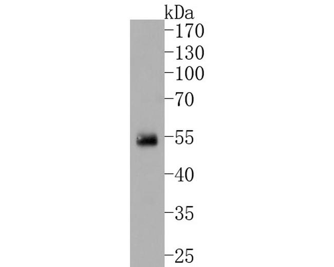 IRF2 Antibody in Western Blot (WB)