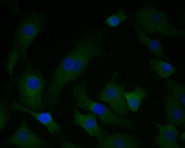 PGD Antibody in Immunocytochemistry (ICC/IF)