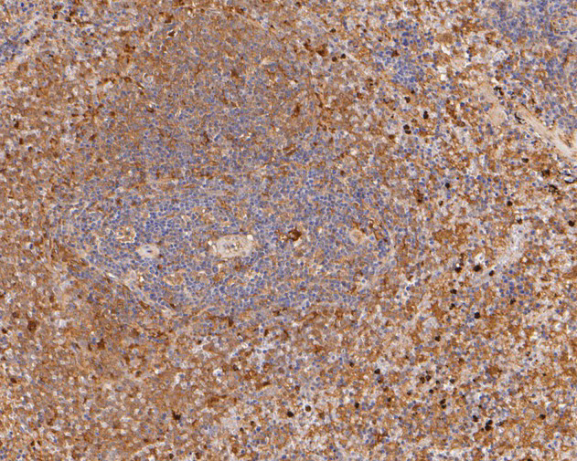 PGD Antibody in Immunohistochemistry (Paraffin) (IHC (P))