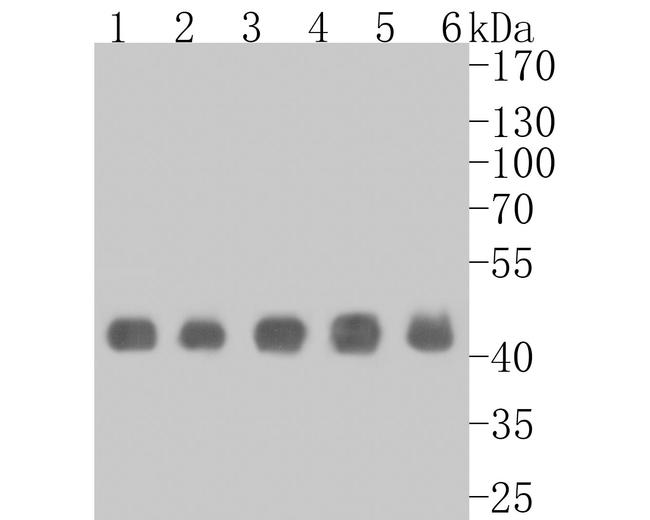 PGD Antibody in Western Blot (WB)