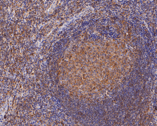 CARS Antibody in Immunohistochemistry (Paraffin) (IHC (P))