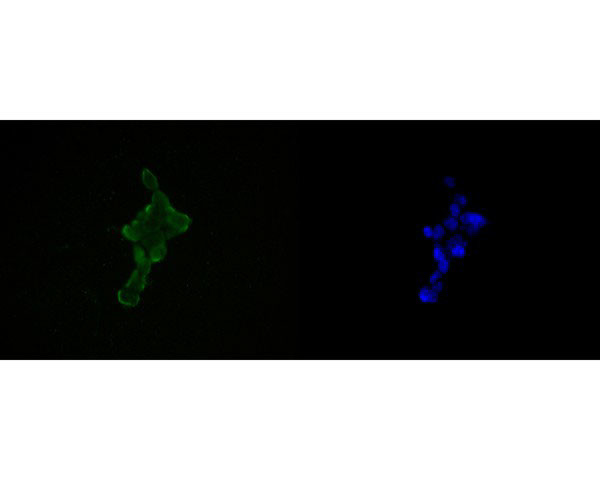 HDGF Antibody in Immunocytochemistry (ICC/IF)