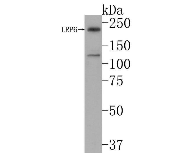 LRP6 Antibody in Western Blot (WB)