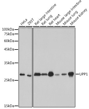 UPP1 Antibody in Western Blot (WB)