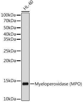 Myeloperoxidase Antibody in Western Blot (WB)