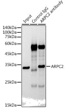 ARPC2 Antibody in Immunoprecipitation (IP)
