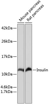 Insulin Antibody in Western Blot (WB)