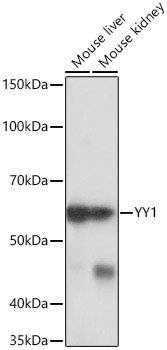 YY1 Antibody in Western Blot (WB)