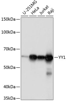 YY1 Antibody in Western Blot (WB)