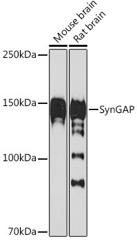 SynGAP Antibody in Western Blot (WB)