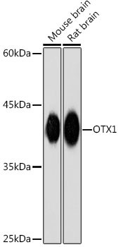 OTX1 Antibody in Western Blot (WB)
