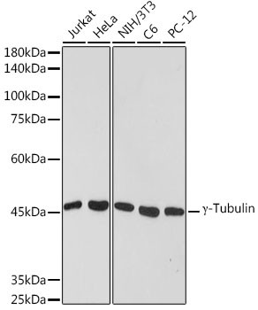 gamma Tubulin Antibody in Western Blot (WB)