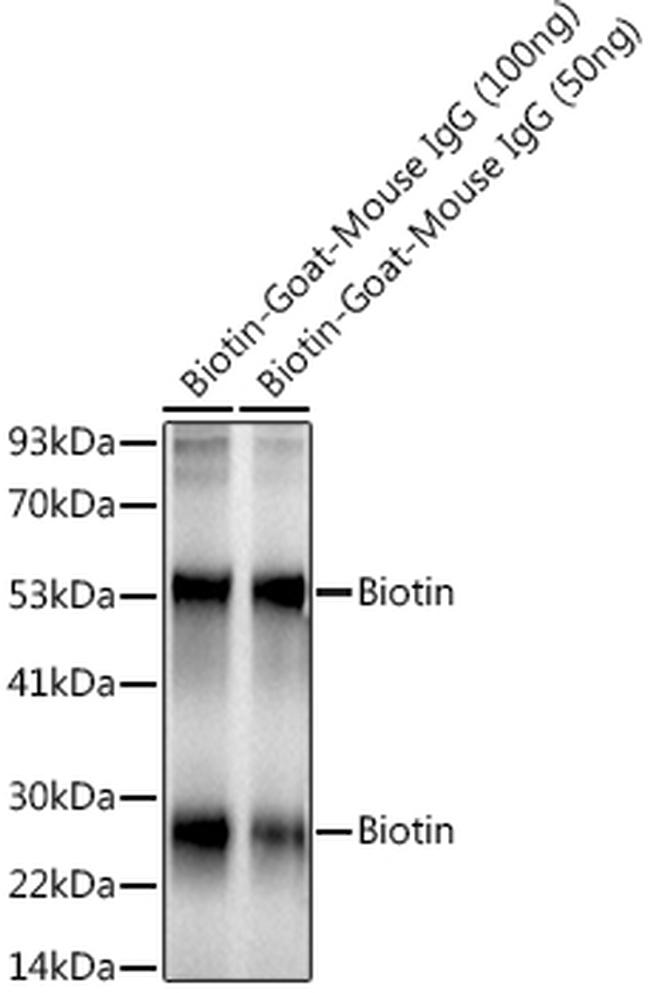 Biotin Monoclonal Antibody (7H10R8) (MA542762)