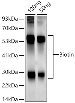 Biotin Antibody in Western Blot (WB)