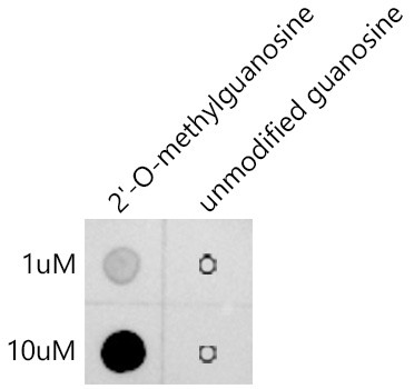 2'-O-Methylguanosine Antibody in Dot Blot (DB)