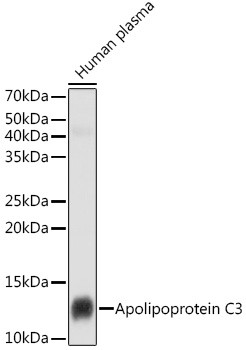 ApoC3 Antibody in Western Blot (WB)