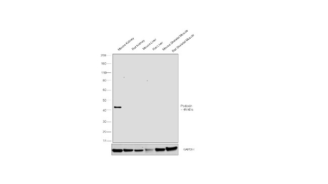 Podocin Antibody