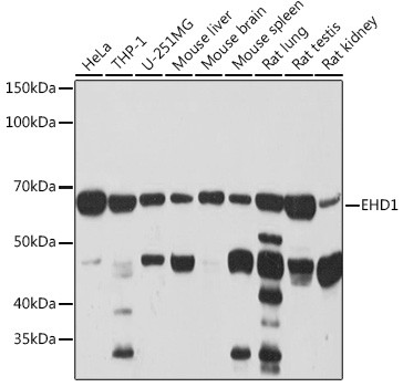 EHD1 Antibody in Western Blot (WB)
