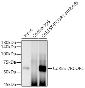 RCOR1 Antibody in Immunoprecipitation (IP)