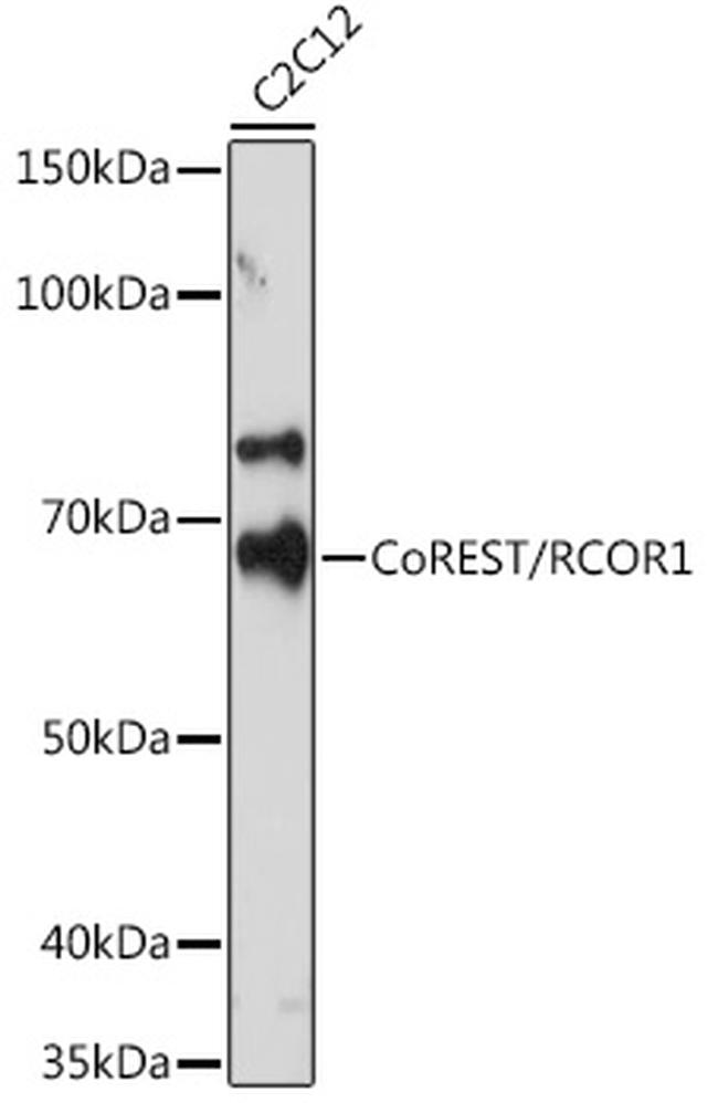 RCOR1 Recombinant Monoclonal Antibody (9B3R7) (MA5-42822)