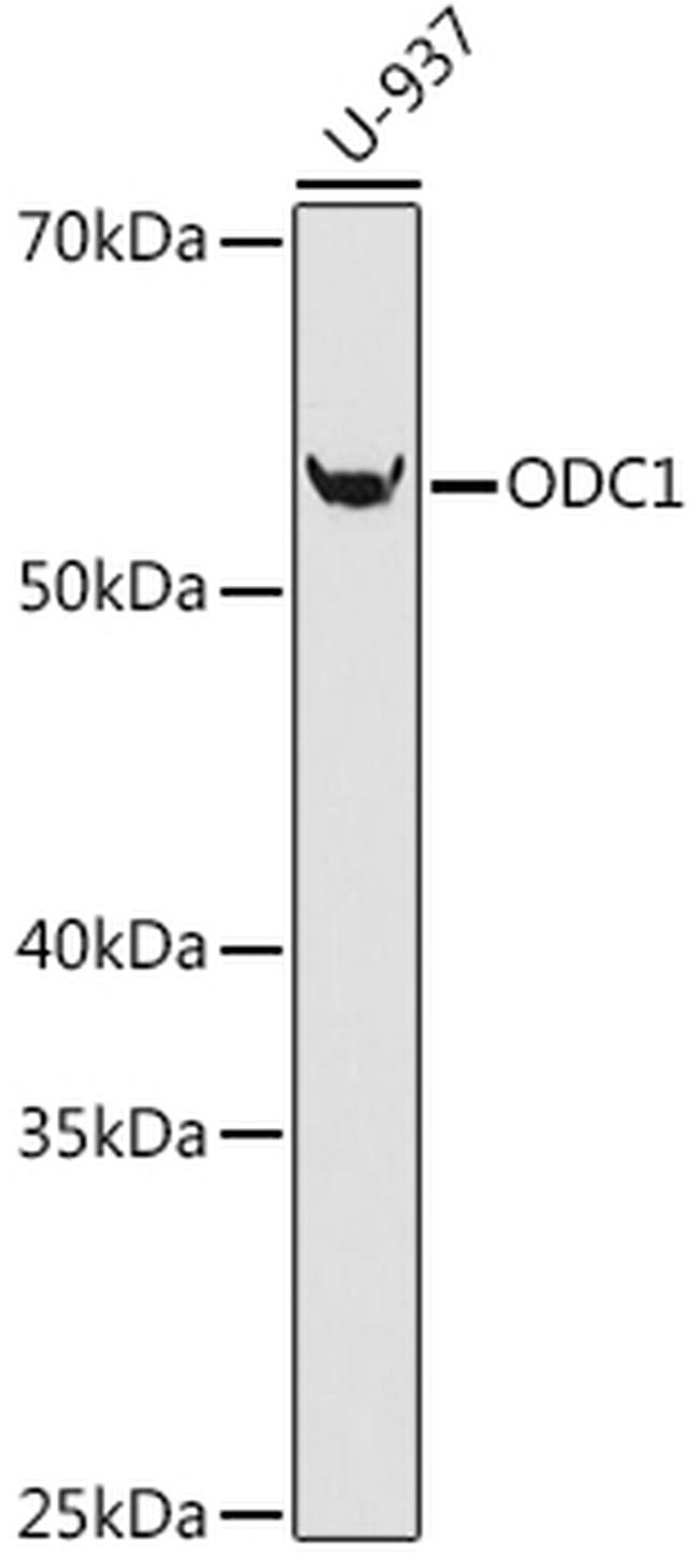 ODC1 Recombinant Monoclonal Antibody (5R7V10) (MA5-42840)