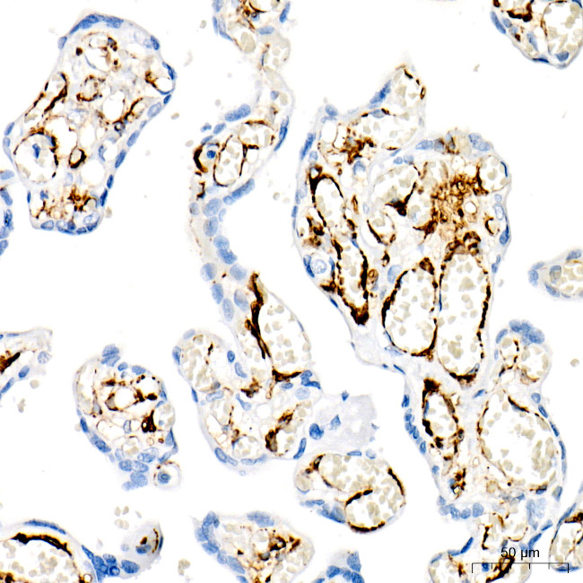 MYH11 Antibody in Immunohistochemistry (Paraffin) (IHC (P))