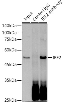 IRF2 Antibody in Immunoprecipitation (IP)