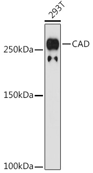 CAD Antibody in Western Blot (WB)