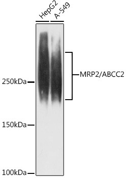 MRP2 Antibody in Western Blot (WB)