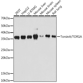 Torsin 1A Antibody in Western Blot (WB)