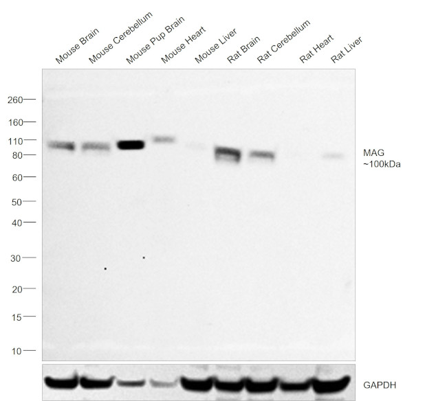 MAG Antibody in Western Blot (WB)