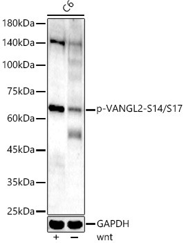 Phospho-VANGL2 (Ser14, Ser17) Antibody in Western Blot (WB)