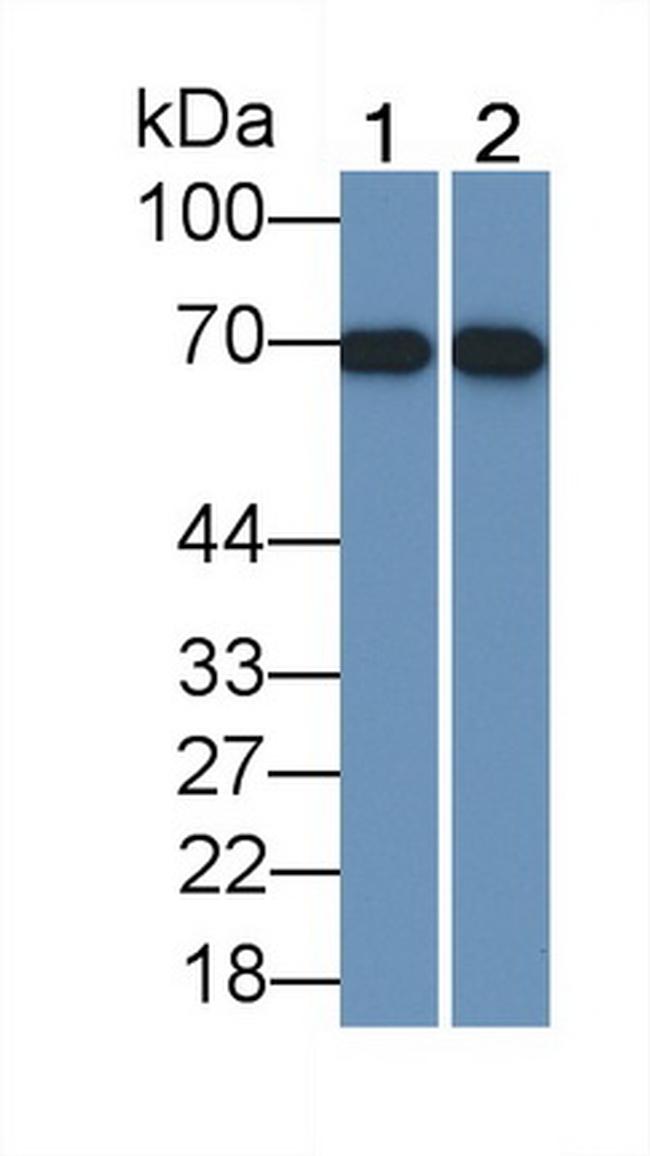 SLC22A4 Antibody in Western Blot (WB)