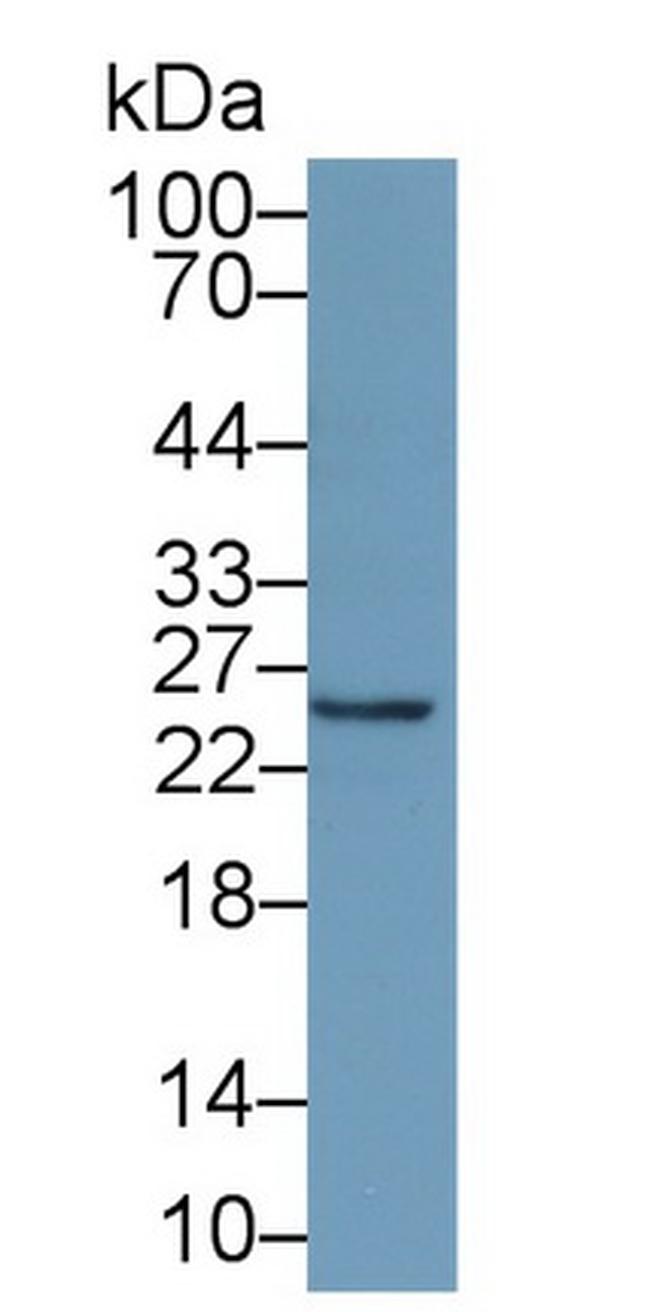 Interferon alpha-21 Antibody in Western Blot (WB)