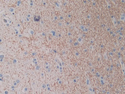 HAMP Antibody in Immunohistochemistry (Paraffin) (IHC (P))