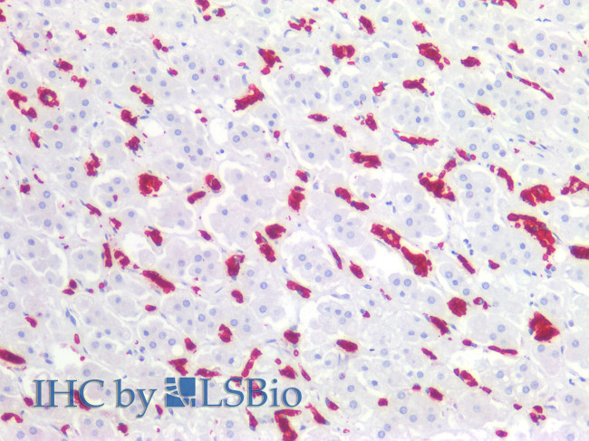 CD235a Antibody in Immunohistochemistry (Paraffin) (IHC (P))