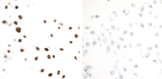 Phospho-TRIM28 (Ser824) Antibody in Immunocytochemistry (ICC/IF)