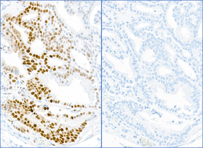 Phospho-TRIM28 (Ser824) Antibody in Immunohistochemistry (Paraffin) (IHC (P))