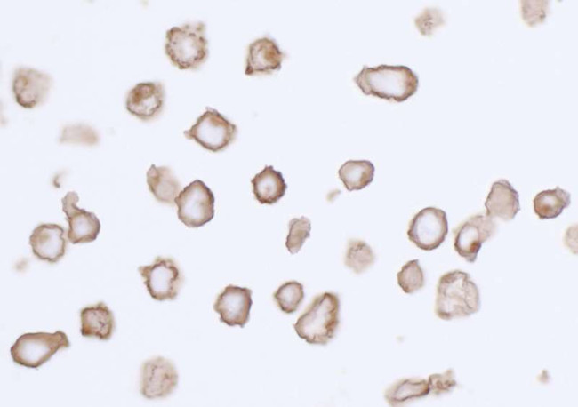 CD140a (PDGFRA) Antibody in Immunocytochemistry (ICC/IF)