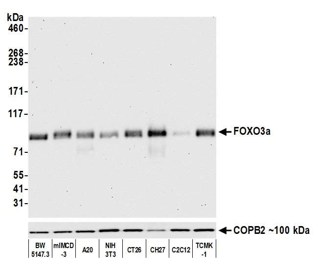 FOXO3A Antibody in Western Blot (WB)